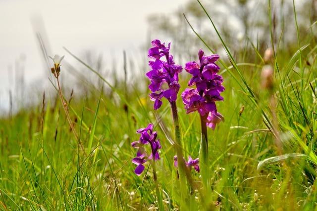 Harpolingen will keine Begehung der Standorte seltener Orchideen