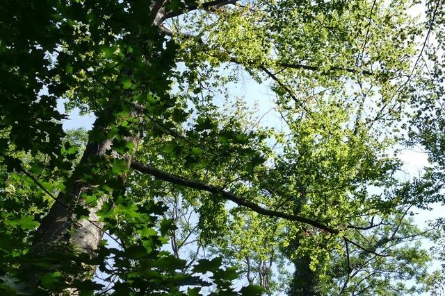 Auch Weil am Rhein will einen Aktionstag Wald organisieren
