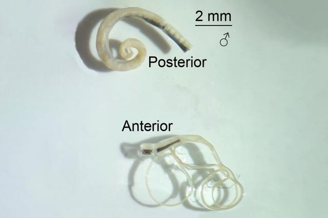 Basler Forscher haben eine neue parasitre Wurmart entdeckt